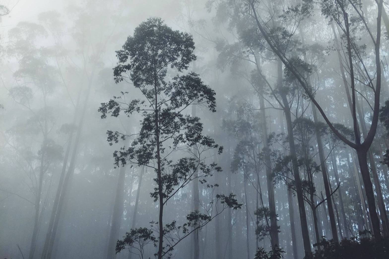 One Day Coimbatore to Kodaikanal Trip by Cab