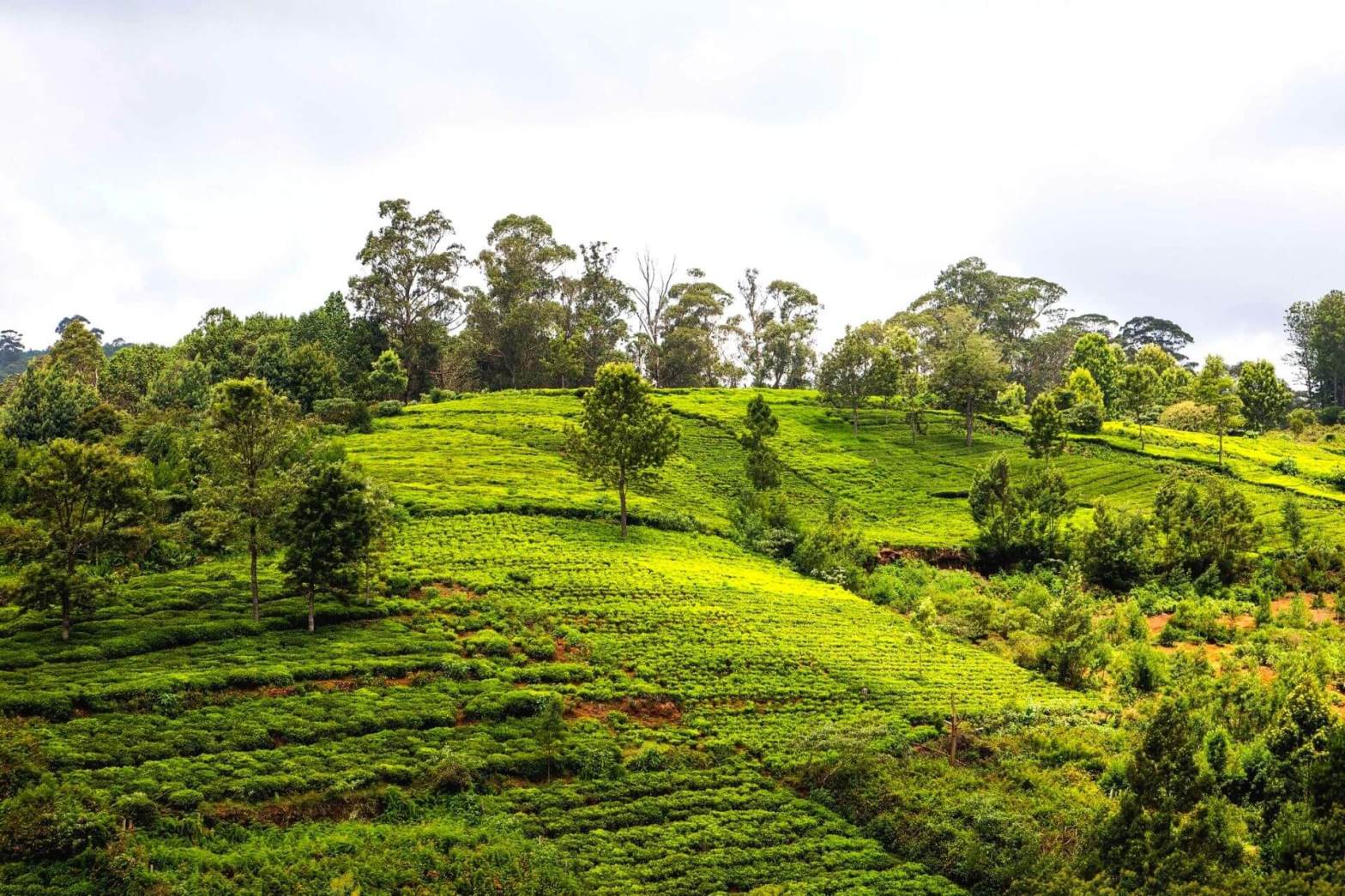 One Day Coonoor Sightseeing Trip by Cab